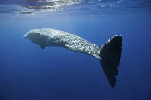 Sperm whale, Physeter catodon, Lesser Antilles