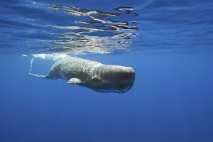Sperm Whale (Physeter macrocephalus)