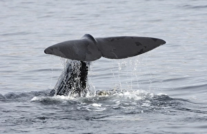 Sperm Whale (Physeter macrocephalus)