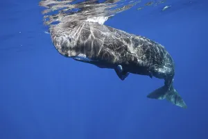 Sperm whale, Physeter macrocephalus