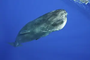 Sperm whale, Physeter macrocephalus