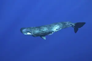 Sperm whale (Physeter macrocephalus)