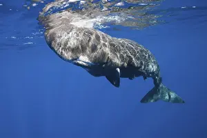 Sperm whale (Physeter macrocephalus)