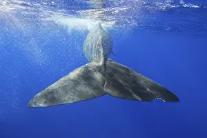 Sperm whale (Physeter macrocephalus)