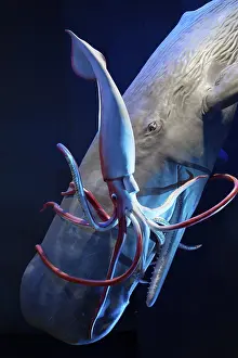 Sperm whale (Physeter macrocephalus captures giant squid (Architheutis dux)