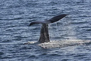 Sperm whale (Physeter macrocephalus Physeter or catodon)