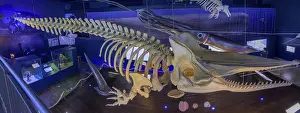 Sperm whale skeleton in the Waloseum