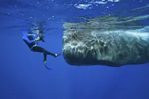 Sperm whale and snorkeller, Physeter macrocephalus