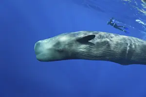 Sperm whale and snorkeller, Physeter macrocephalus