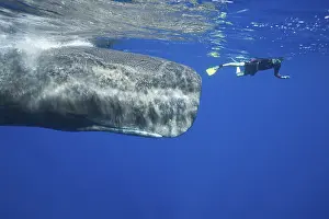 Sperm whale and snorkeller, Physeter macrocephalus