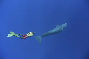 Sperm whale and snorkeller, Physeter macrocephalus