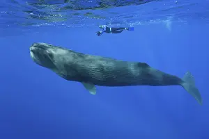 Sperm whale and snorkeller, Physeter macrocephalus