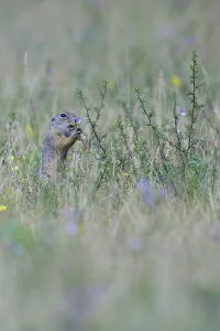 Spermophilus or Citellus on a meadow