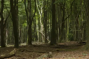 Speulder- en Sprielderbos The Netherlands (Fagus sylvatica)