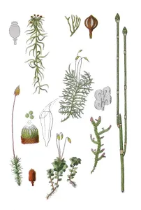 Sphagnum capillifolium (top left)