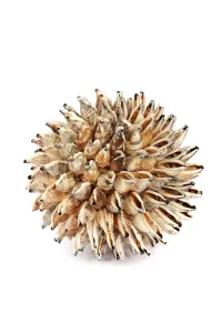 Sphere from sea shells on a white background