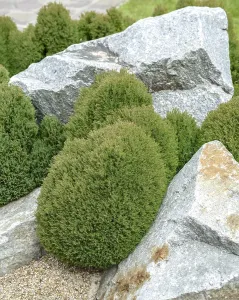 Spherical arborvitae (Thuja occidentalis Teddy')