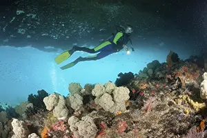 Spherical veil tree and diver, Dendronephthya mucronata