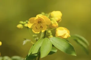 Spice bark or Argentine senna (Senna corymbosa)