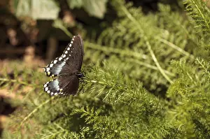 Spicebush swallowtail butterfly