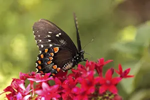 Spicebush swallowtail butterfly