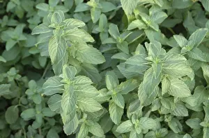 Spices, Health, Medicinal Plant