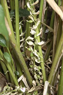 Spices, mouth freshener