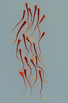 Spices, saffron thread on blue background