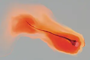 Spices, saffron thread in water on gray background
