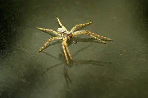 A Spider (Dolomedes fimbratus) sitting on Glas