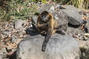 Spider monkey (Ateles geoffroyi)