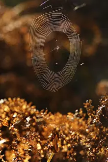 Spider net in the backlight