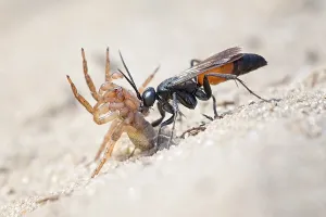 Spider wasp (Anoplius infuscatus) holding a captured wolf spider (Lycosidae)