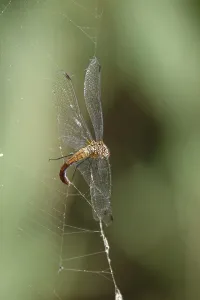 Category Wildlife DE Prints: Spider web, dragonfly, summer, Germany