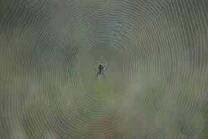 Spider web with spider