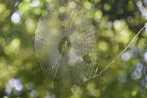 Spider web with spider in backlight in front of green leaves