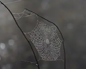 Spider webs wetted by dew, Araburg