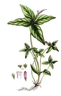Spigelia anthelmia, Indian wormweed, digital reproduction of a historical original, between 1790 and 1810