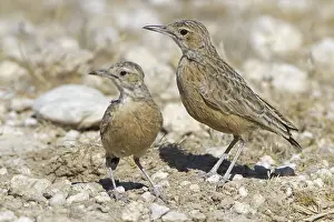 Spike-heeled Lark (Chersomanes albofasciata)