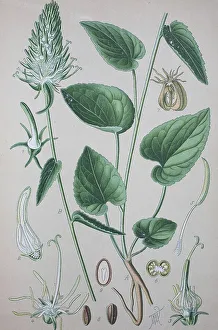 Spiked rampion (Phyteuma spicatum)