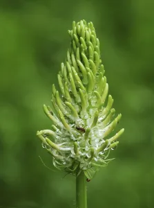Spiked Rampion (Phyteuma spicatum) close-up of flowerspike