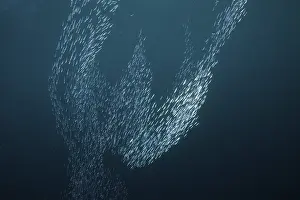Spikefish, Raja Ampat, West Papua