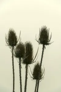 Five spiky plants stand tall against a soft