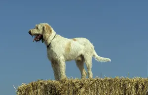 Spinone Italiano (Italian Roughhaired Pointing Dog)