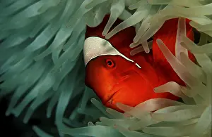 Spiny Amphiprion Pacificus, Premnas aculeatus