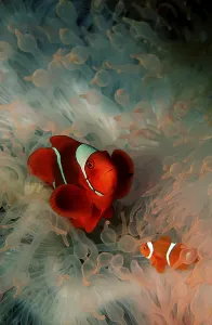 Two spiny anemonefish, Premnas aculeatus