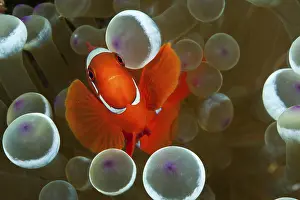 Spiny anemonefish, Premnas aculeatus