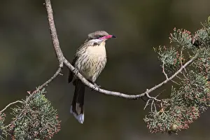 Spiny-cheeked Honeyeater (Acanthagenys rufogularis)
