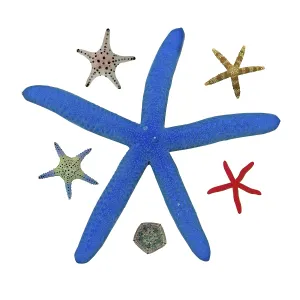 Six spiny cushion star (Culcita novaeguineae)