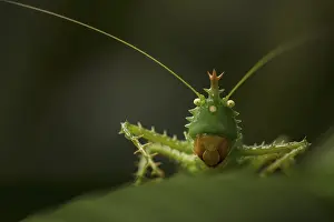 Spiny Devil Katydid in a rainforest in the Amazon foothills of Ecuador